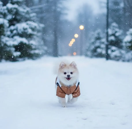 🐾Chaleco winter🐾